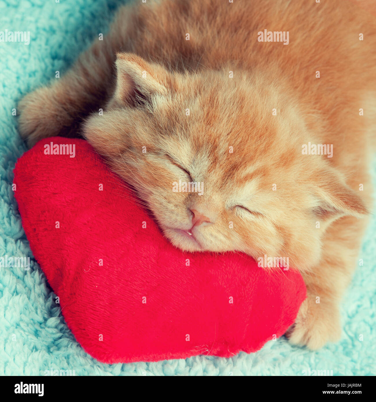 Piccolo Gattino che dorme sul cuore rosso-cuscino sagomato Foto Stock