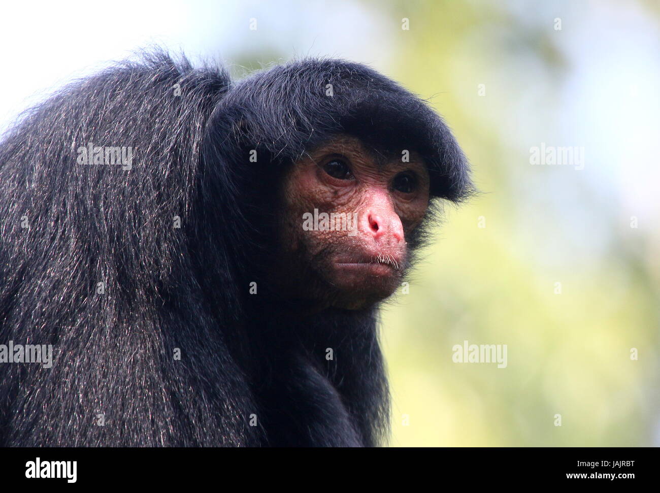 Sud Americano rosso di fronte Black Spider Monkey (Ateles paniscus) a.k.a. Guiana spider monkey. Foto Stock