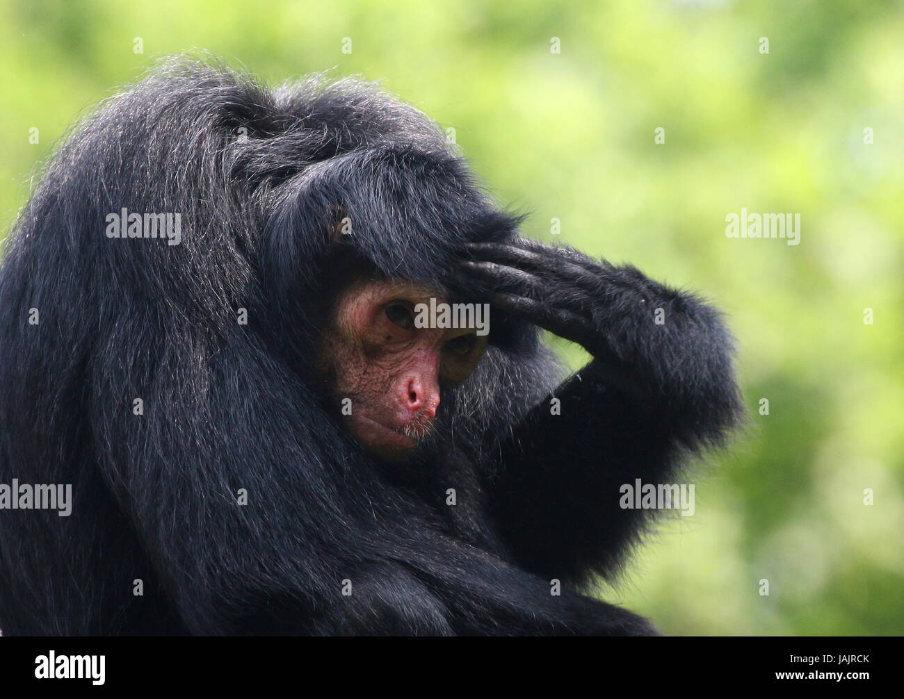 Sud Americano rosso di fronte Black Spider Monkey (Ateles paniscus) a.k.a. Guiana spider monkey. Foto Stock