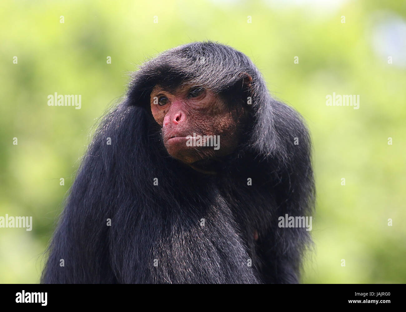 Sud Americano rosso di fronte Black Spider Monkey (Ateles paniscus) a.k.a. Guiana spider monkey. Foto Stock