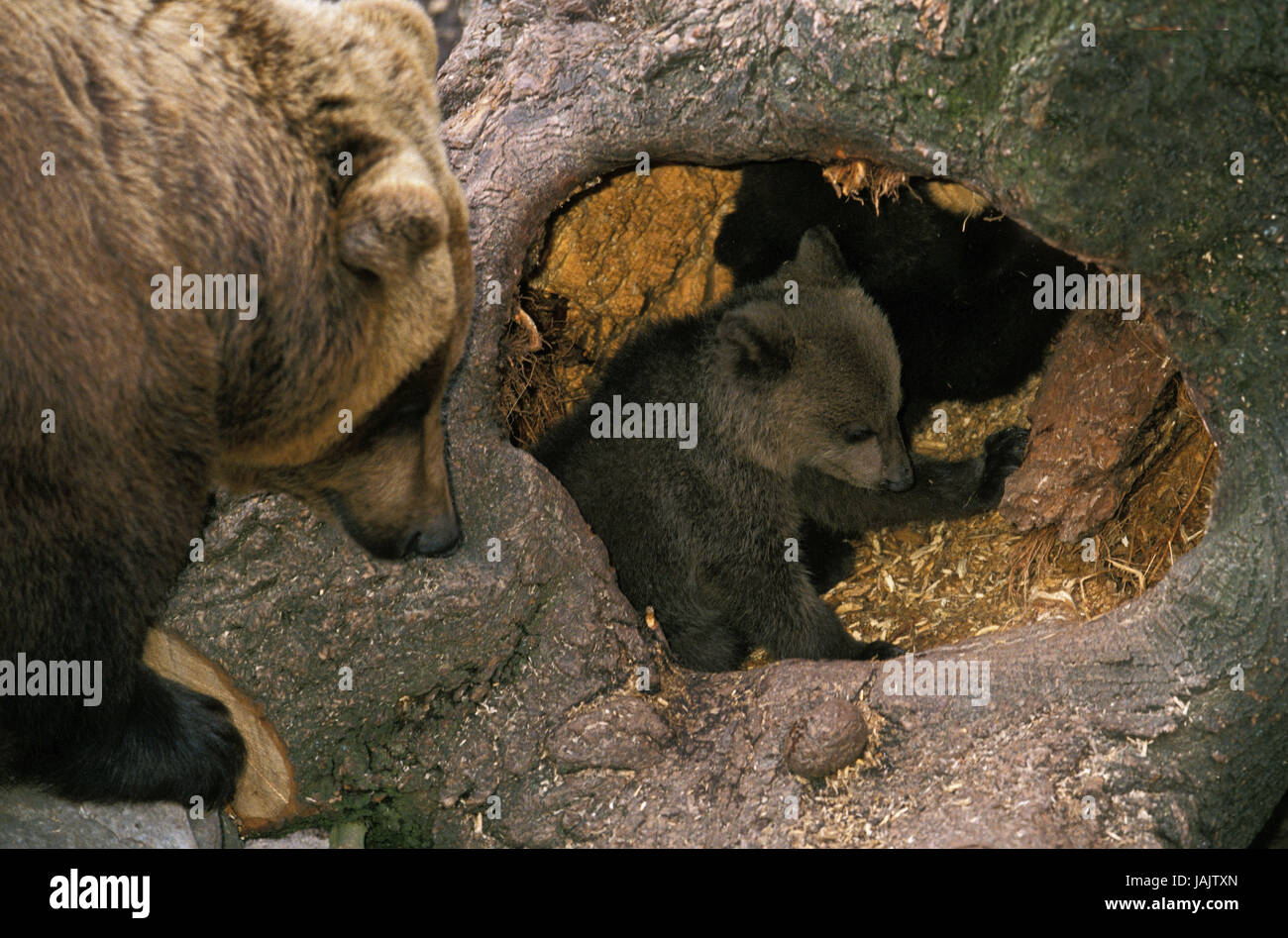 Orso bruno,Ursus arctos,femmina con giovane animale,tree pit, Foto Stock