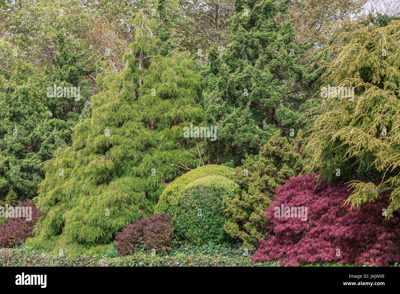 Un bellissimo assorment delle piante costituito da alberi e cespugli in un giardino nel Hamptons Foto Stock