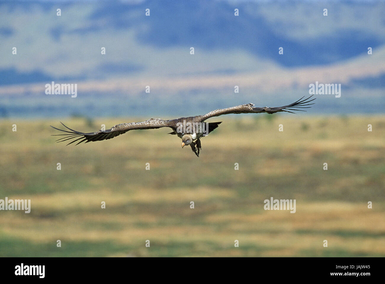 Sparrow Hawk's vulture,Gyps rueppellii,volo,Kenya, Foto Stock