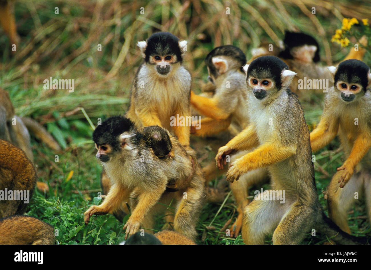 Poco della morte-testa scimmie,Saimiri sciureus, Foto Stock