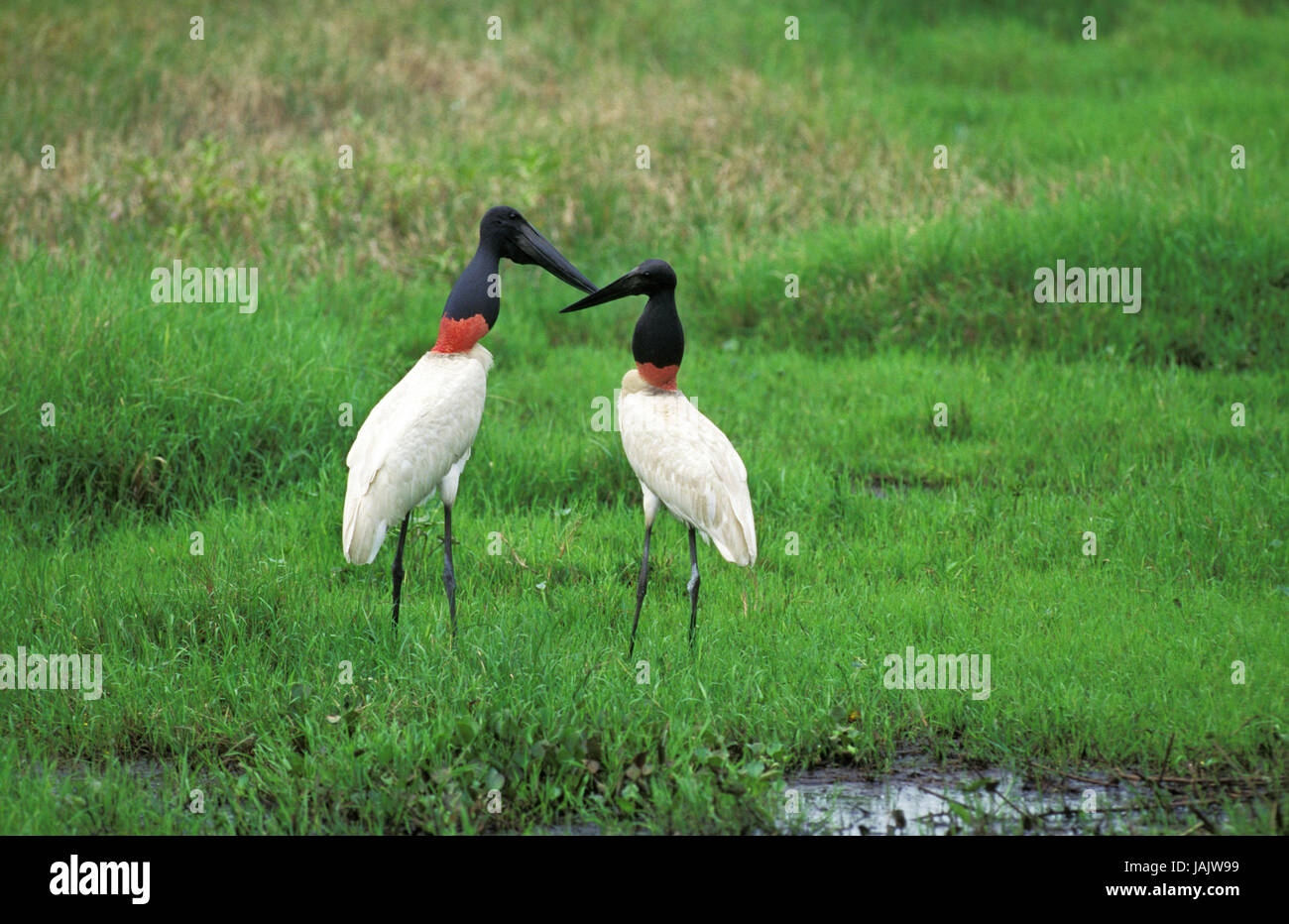 Jabirus,Storchenvögel,Jabiru Aeroporto mycteria,Pantanal,il Brasile, Foto Stock