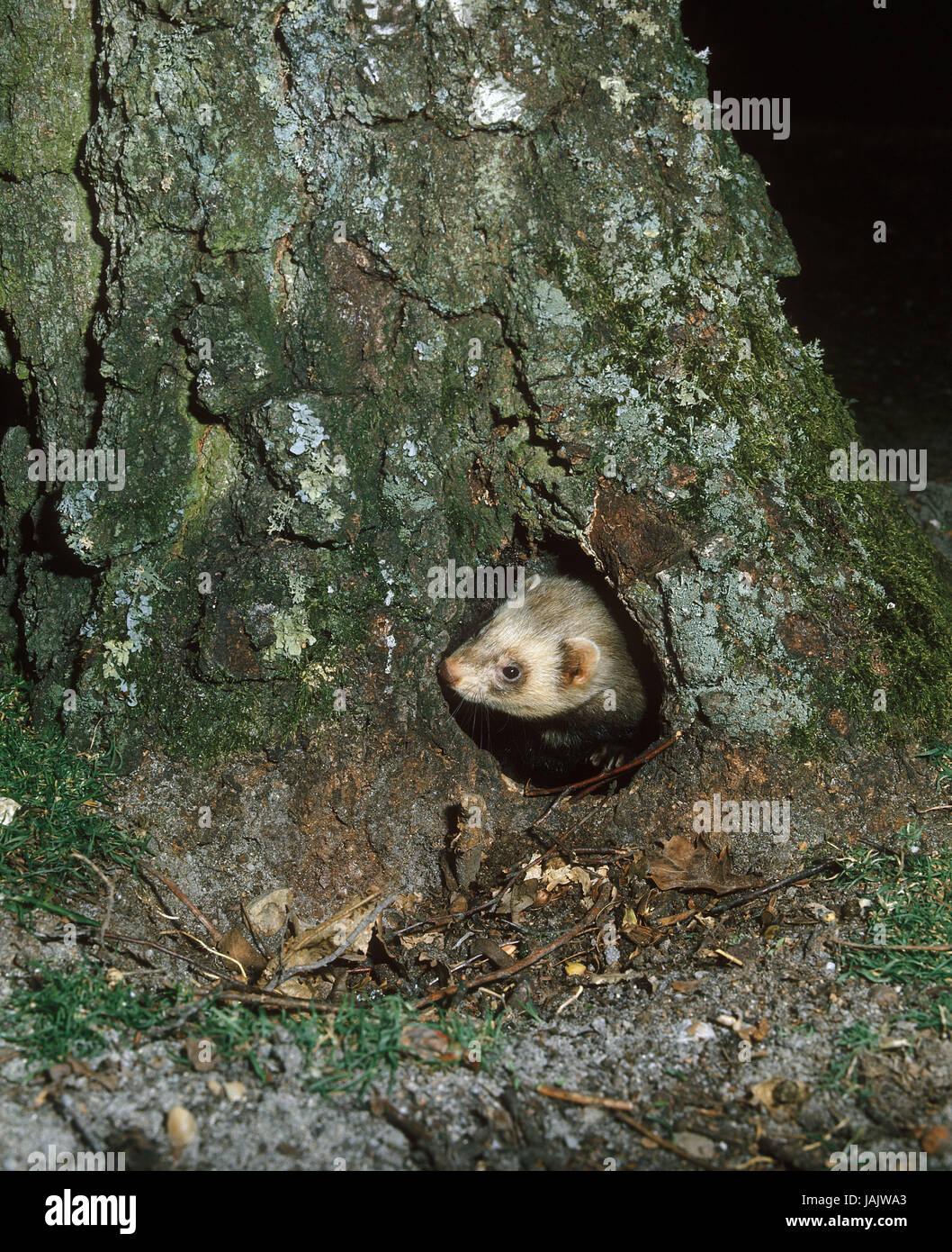 European polecat,Mustela putorius,tree pit, Foto Stock