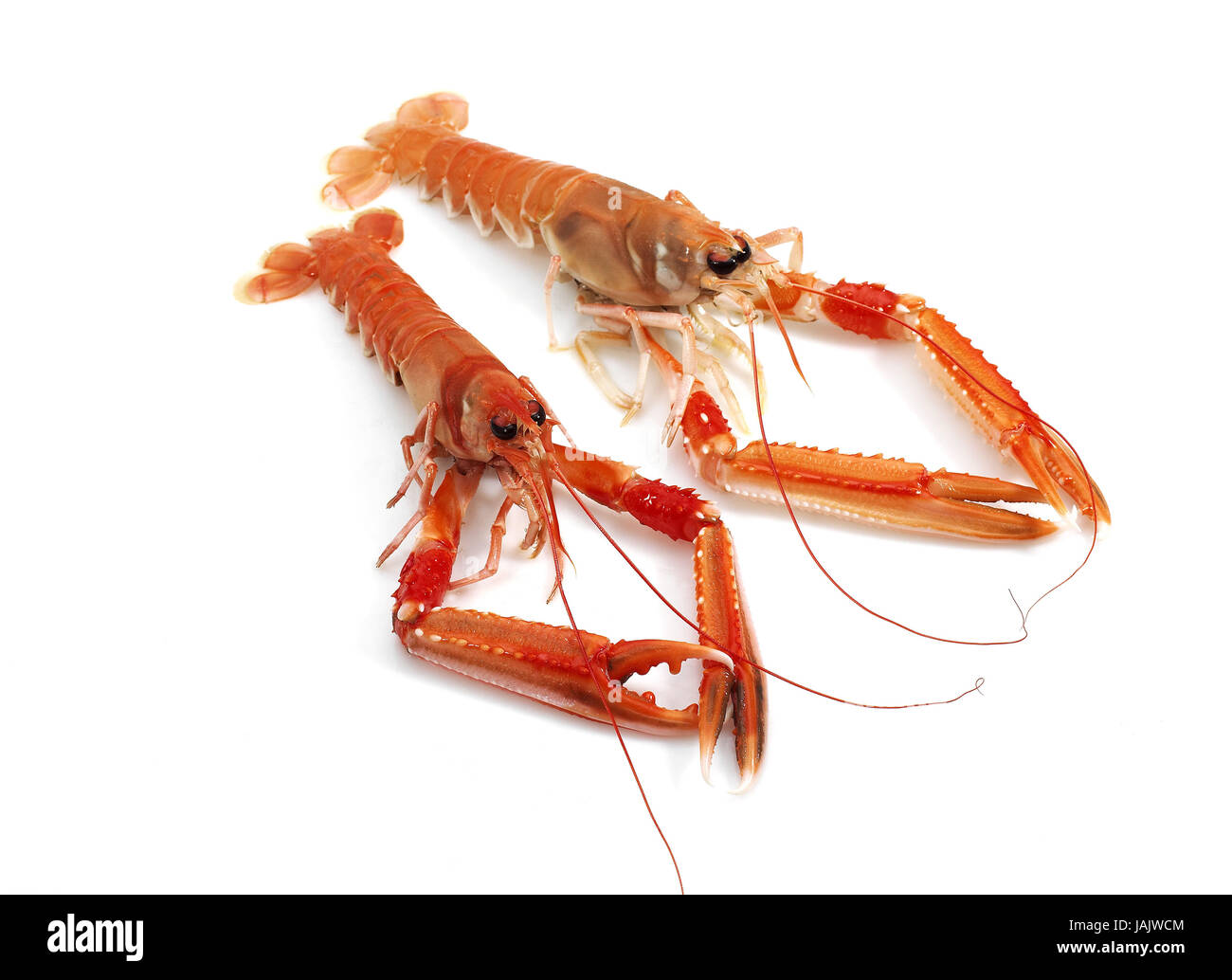 Granato imperiale,Nephrops norvegicus,anche aragosta imperiale,aragosta norvegese o snello lobster,sfondo bianco, Foto Stock