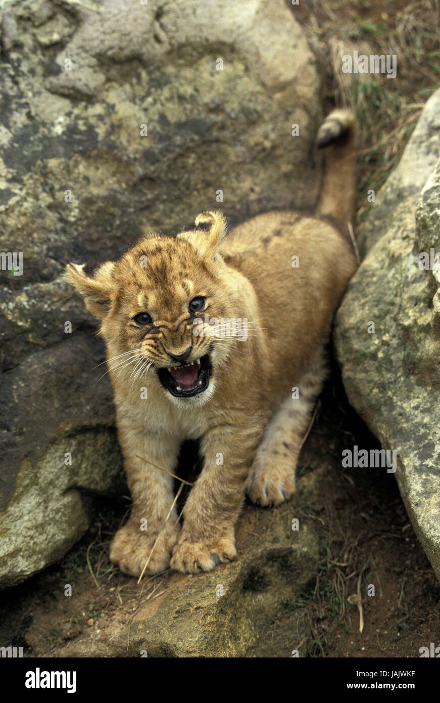 Lion,Panthera leo,giovane animale,sbadiglio, Foto Stock