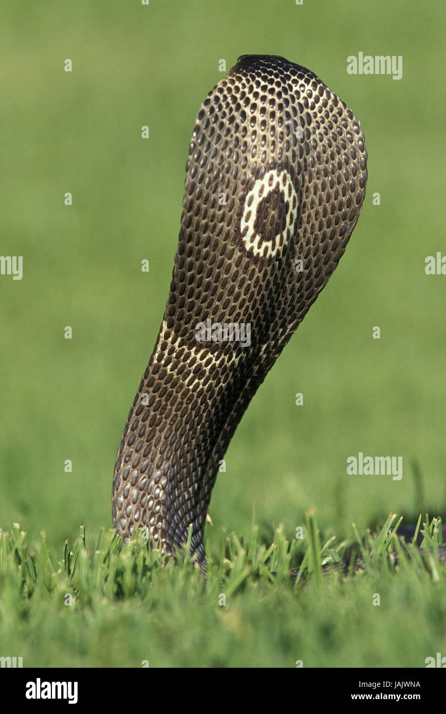 Spectacled cobra o anche South-Asian cobra,e,e,posteriore della testa,posizione difensiva, Foto Stock