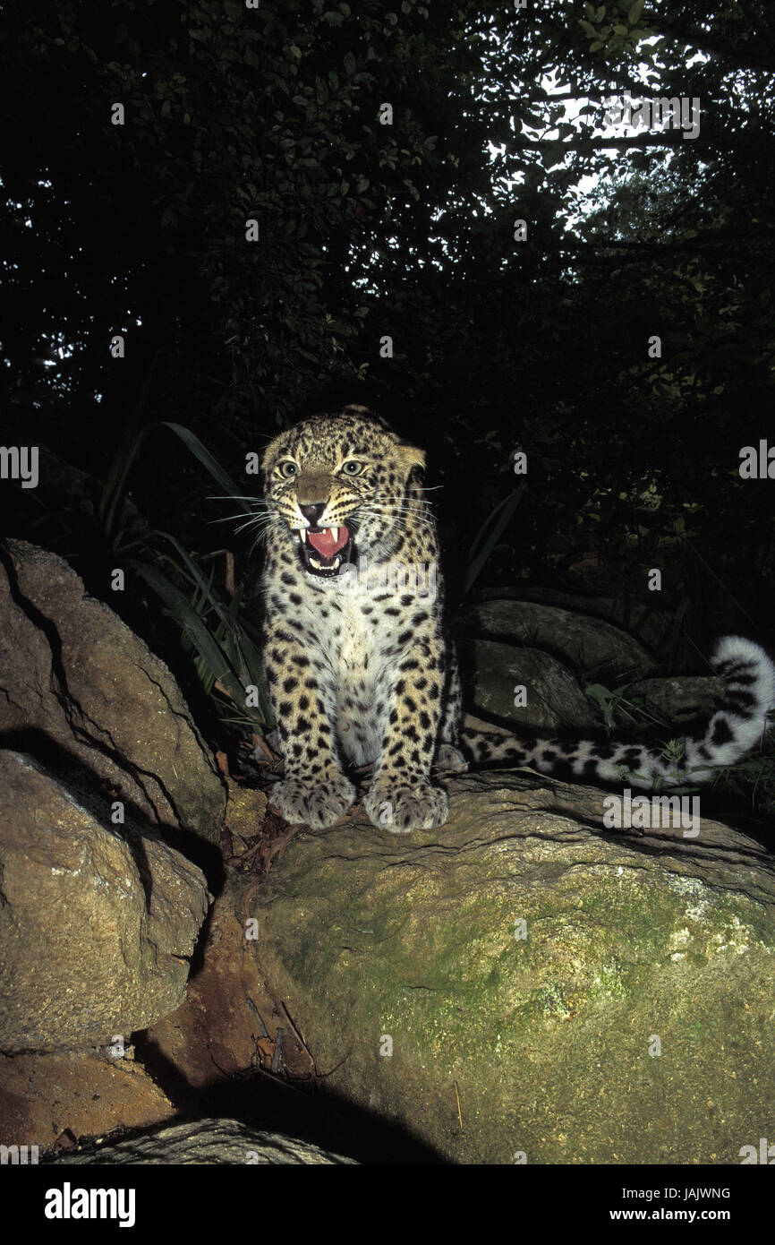 Leopardo persiano,Panthera pardus saxicolor,rocce,hiss, Foto Stock
