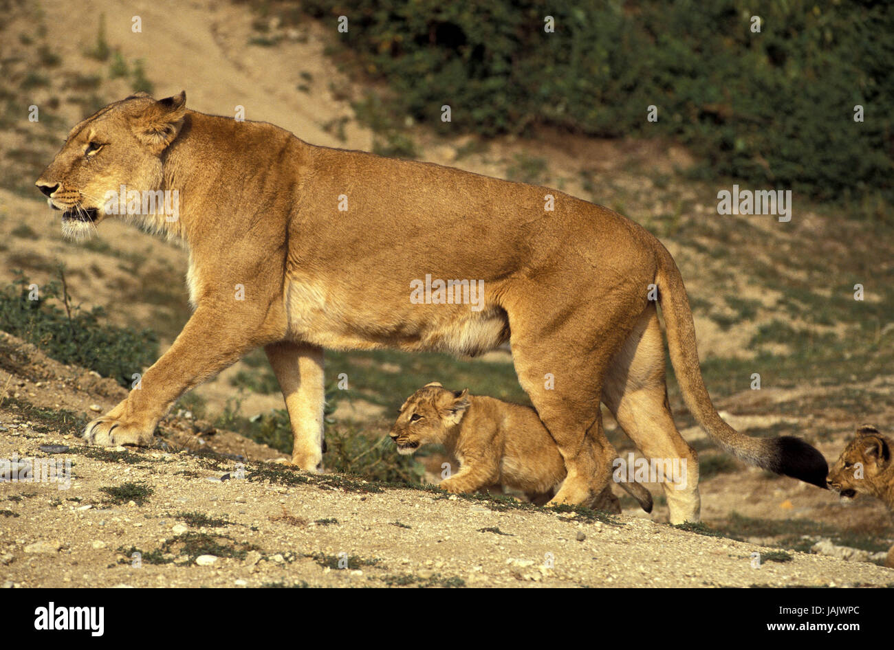 Lion,Panthera leo,femmine,con giovane animale, Foto Stock