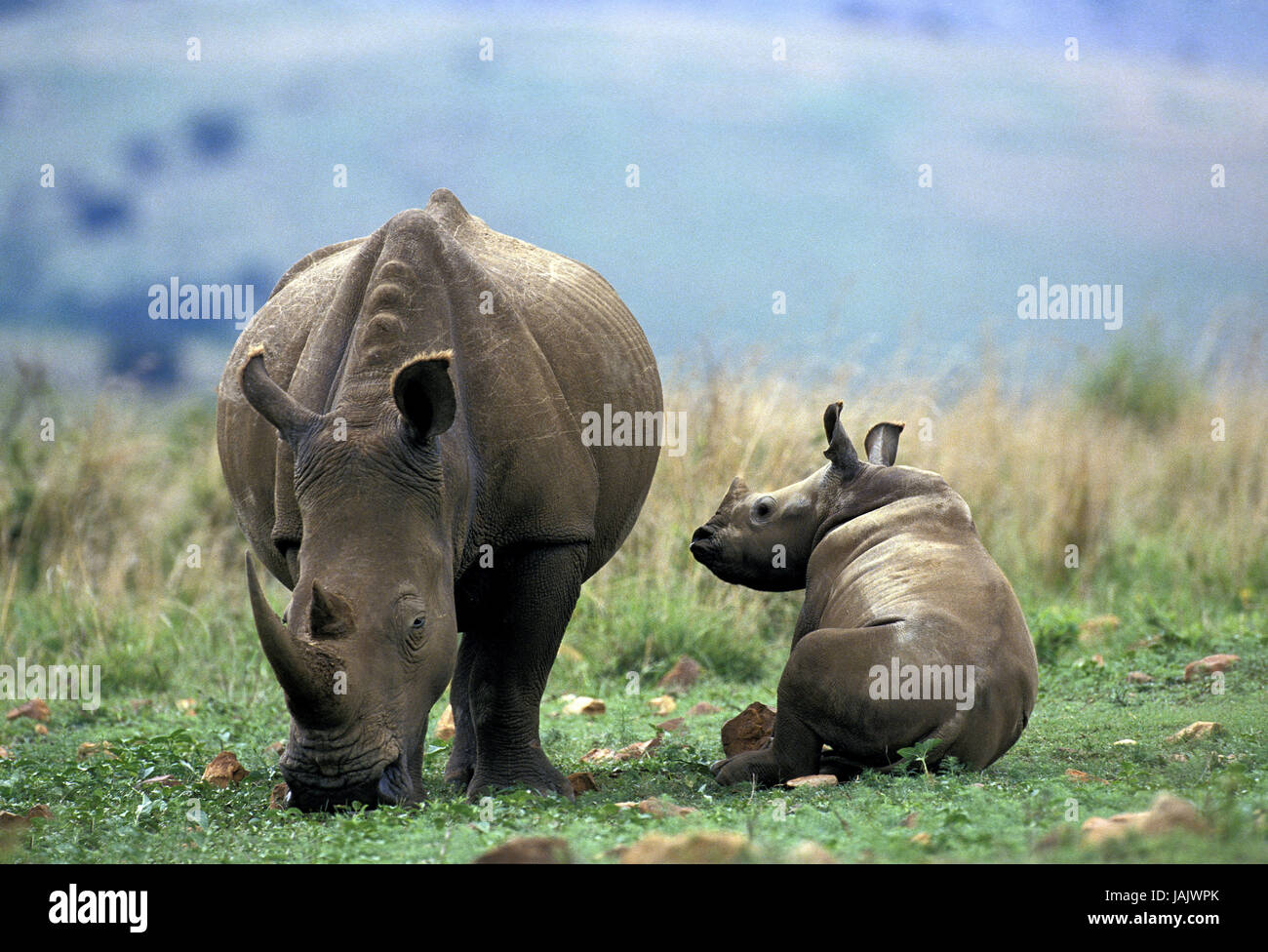 A bocca larga rinoceronte,Ceratotherium simum,femmine,con vitello,Sud Africa, Foto Stock