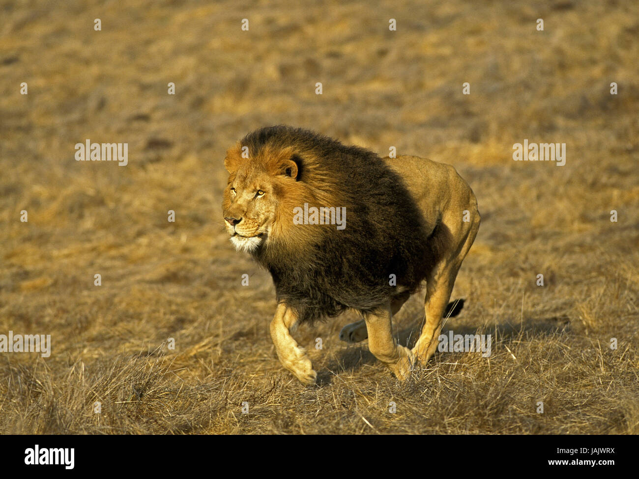 Lion,Panthera leo,piccoli uomini,savana, Foto Stock