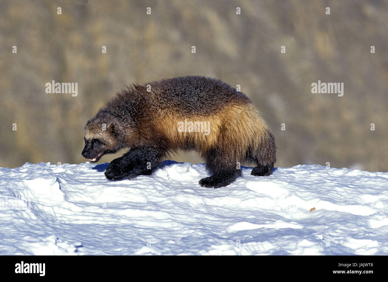 North American wolverine,Gulo gulo luscus,snow,Canada, Foto Stock