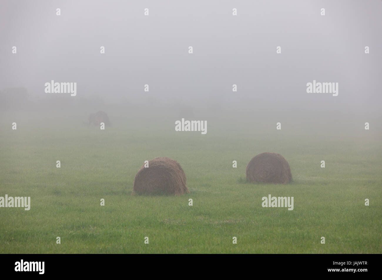 Campo di nebbia con balle di fieno Foto Stock