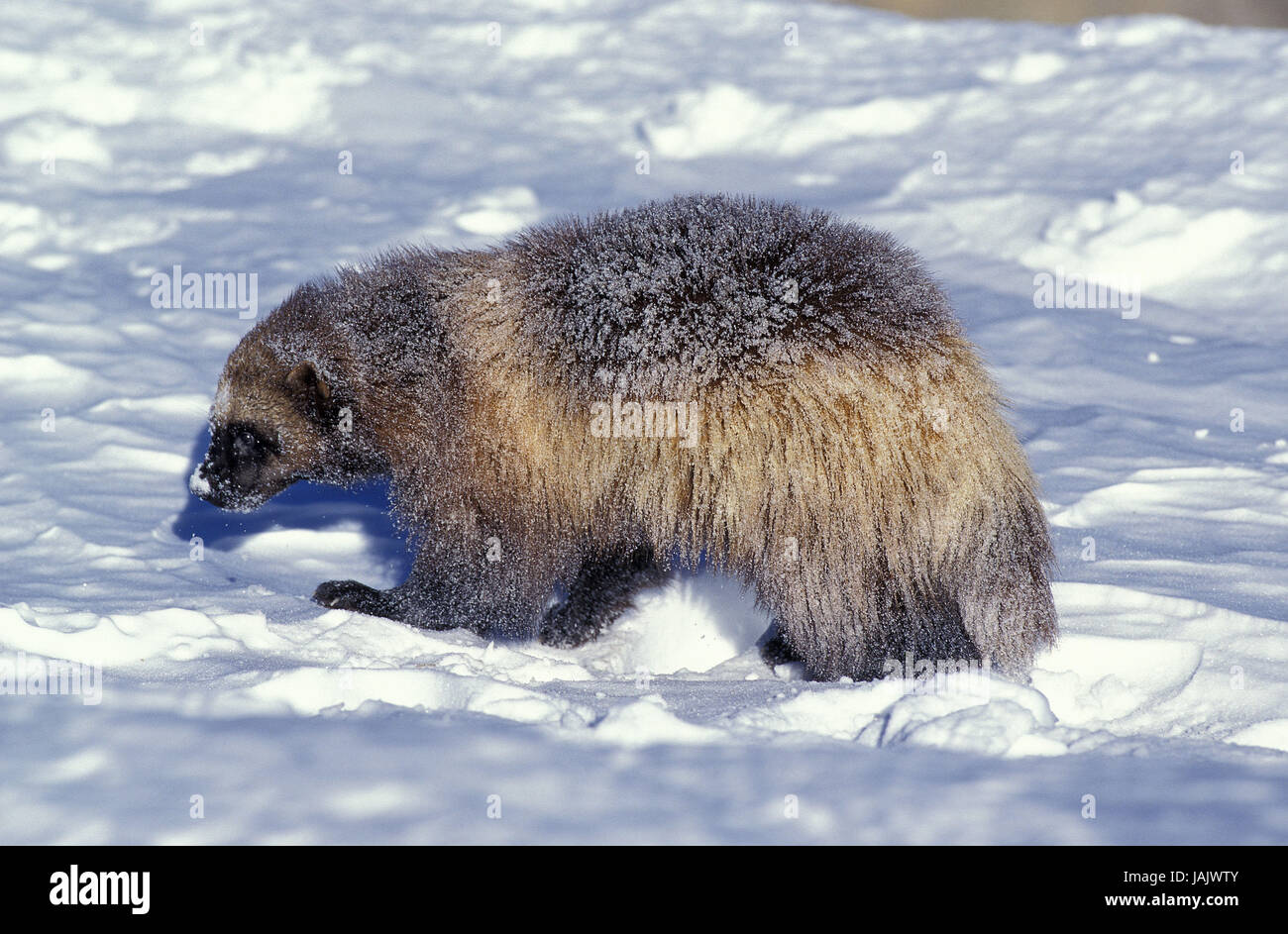 North American wolverine,Gulo gulo luscus,snow,Canada, Foto Stock