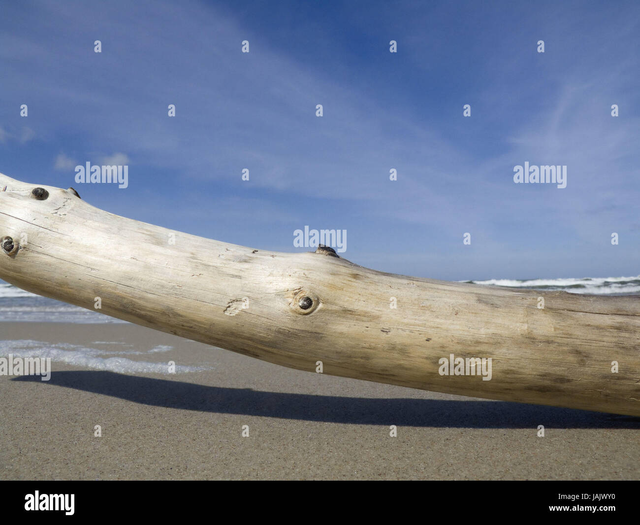 Concezione,tronco,costa,il Mar Baltico,chiara giornata soleggiata, Foto Stock