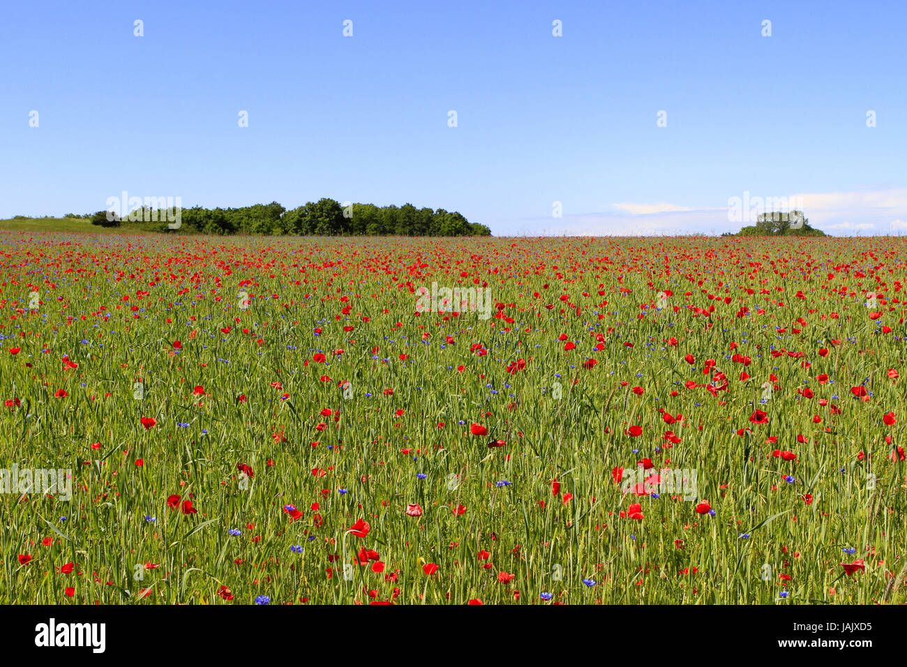 Grano-campo con papaveri e cornflowers,isola Rügen,Meclemburgo-Pomerania occidentale,il Mar Baltico,Germania, Foto Stock