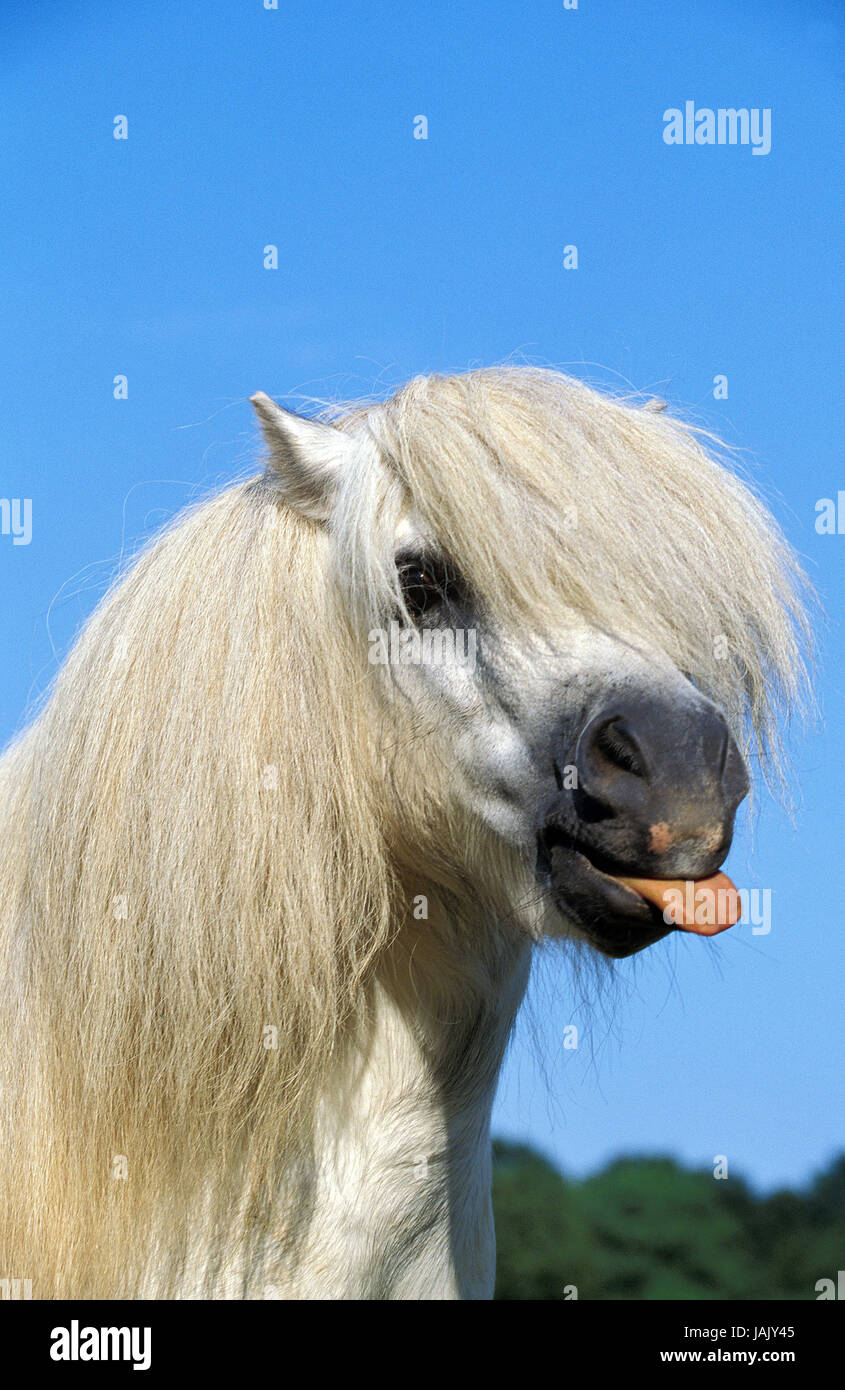 La Shetland pony,lingua Rau passaggi della,ritratto, Foto Stock