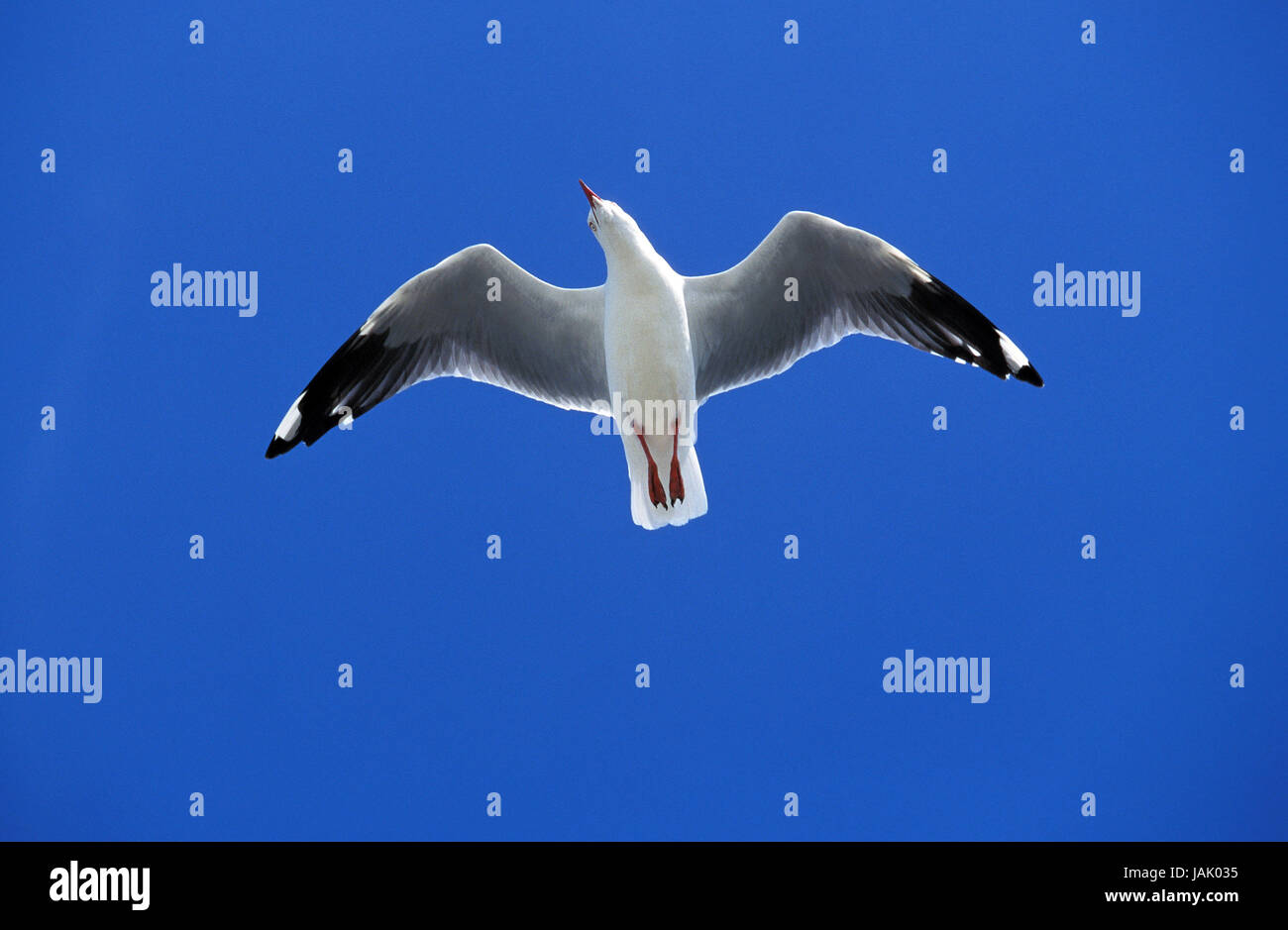 Spesso gabbiano becco,Larus pacificus,volo,l'Australia, Foto Stock