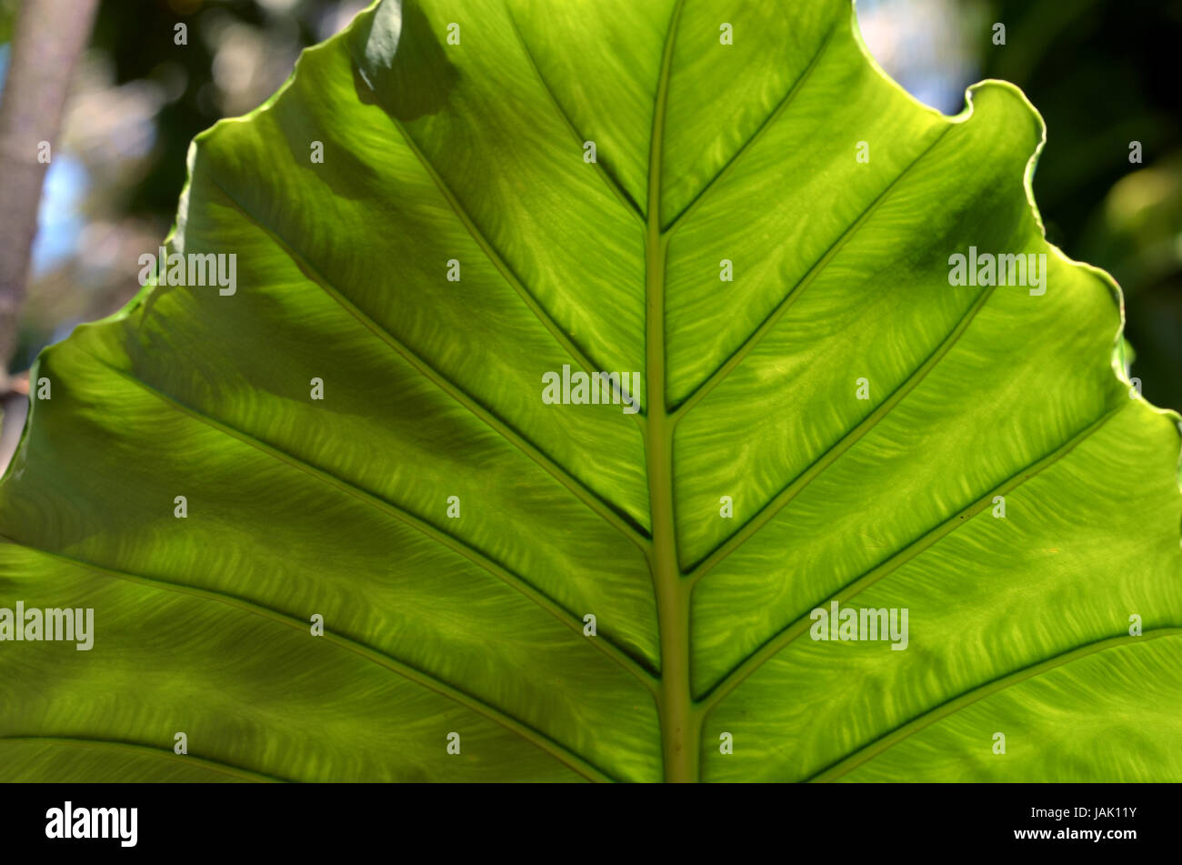 Foglia gigante Foto Stock