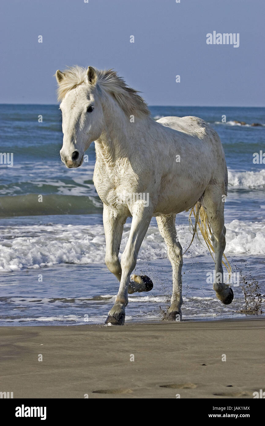 Camargue a cavallo sulla spiaggia, Foto Stock