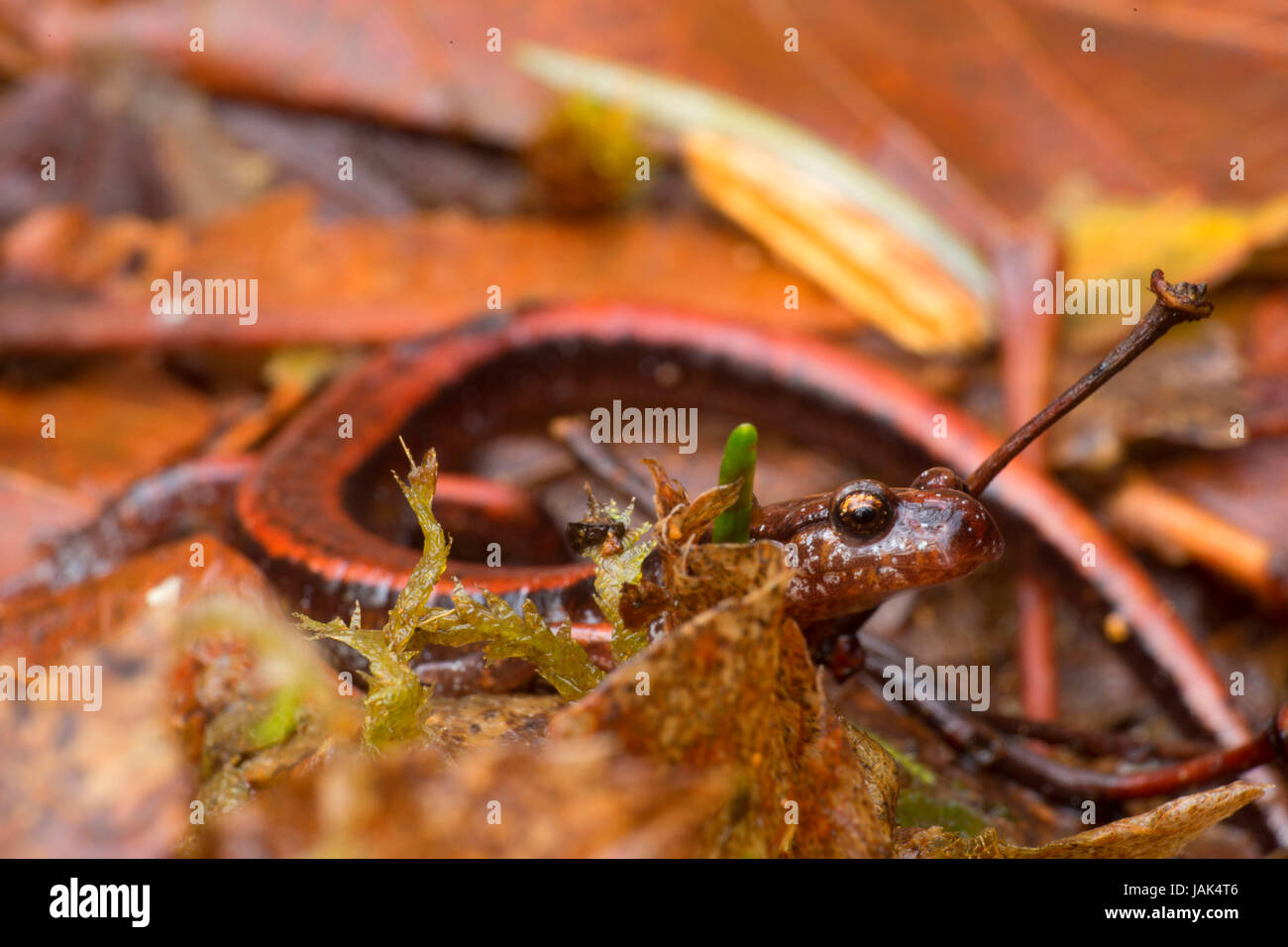 Western red-backed salamander (Plethodon vehiculum) lungo Spruce Run Creek Trail, Stato di Clatsop foresta, Oregon Foto Stock