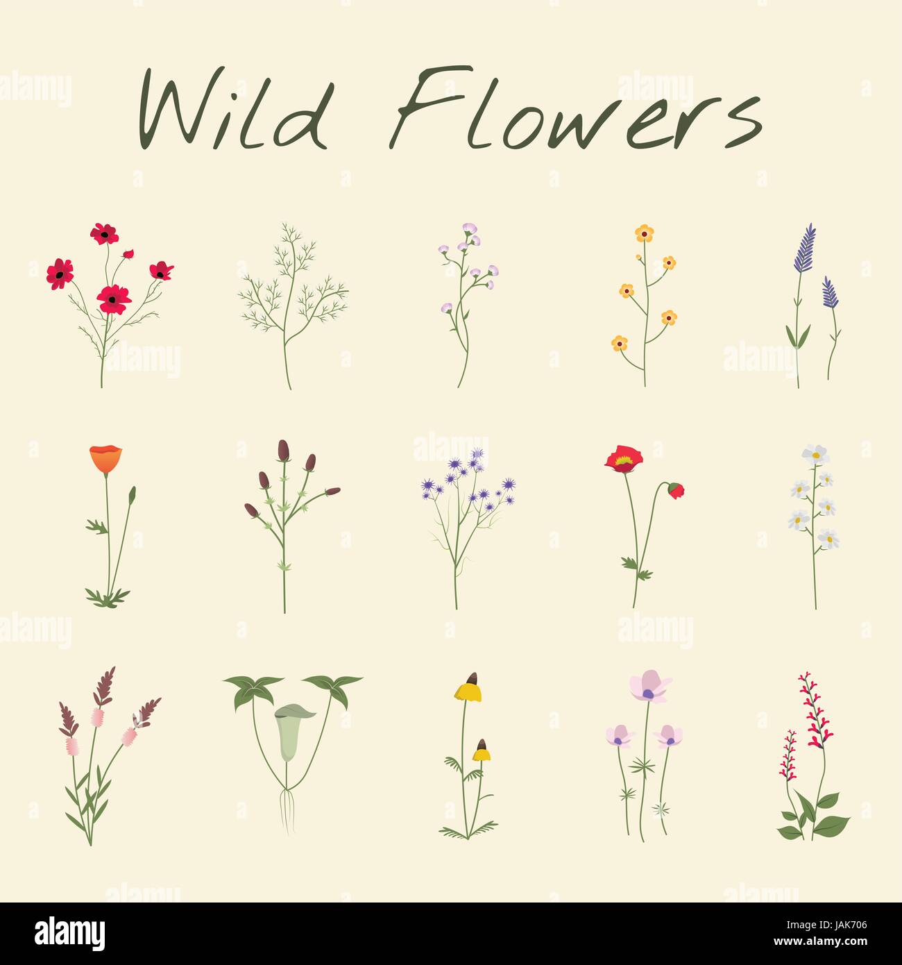 Impostare la raccolta di fiori selvatici illustrazione vettoriale Illustrazione Vettoriale