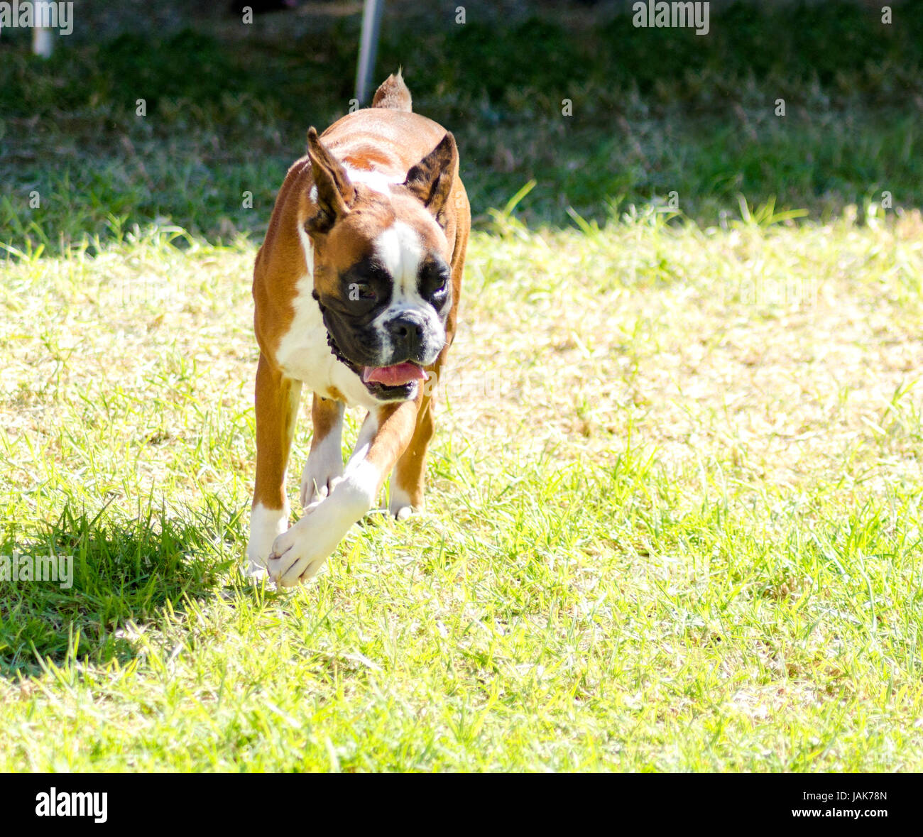 Un giovane, bella, fulvo mogano rosso e bianco, di medie dimensioni cane Boxer con orecchie in esecuzione sull'erba. I boxer hanno una breve e muso smussato e sono altamente intelligente ed energica razza. Foto Stock