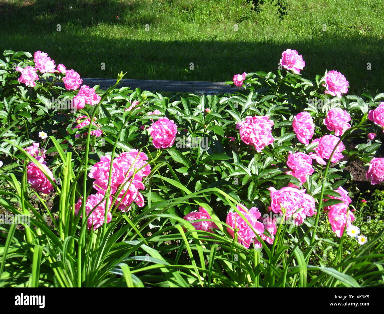 Molti splendidi fiori di colore rosa della peonia in giardino Foto Stock
