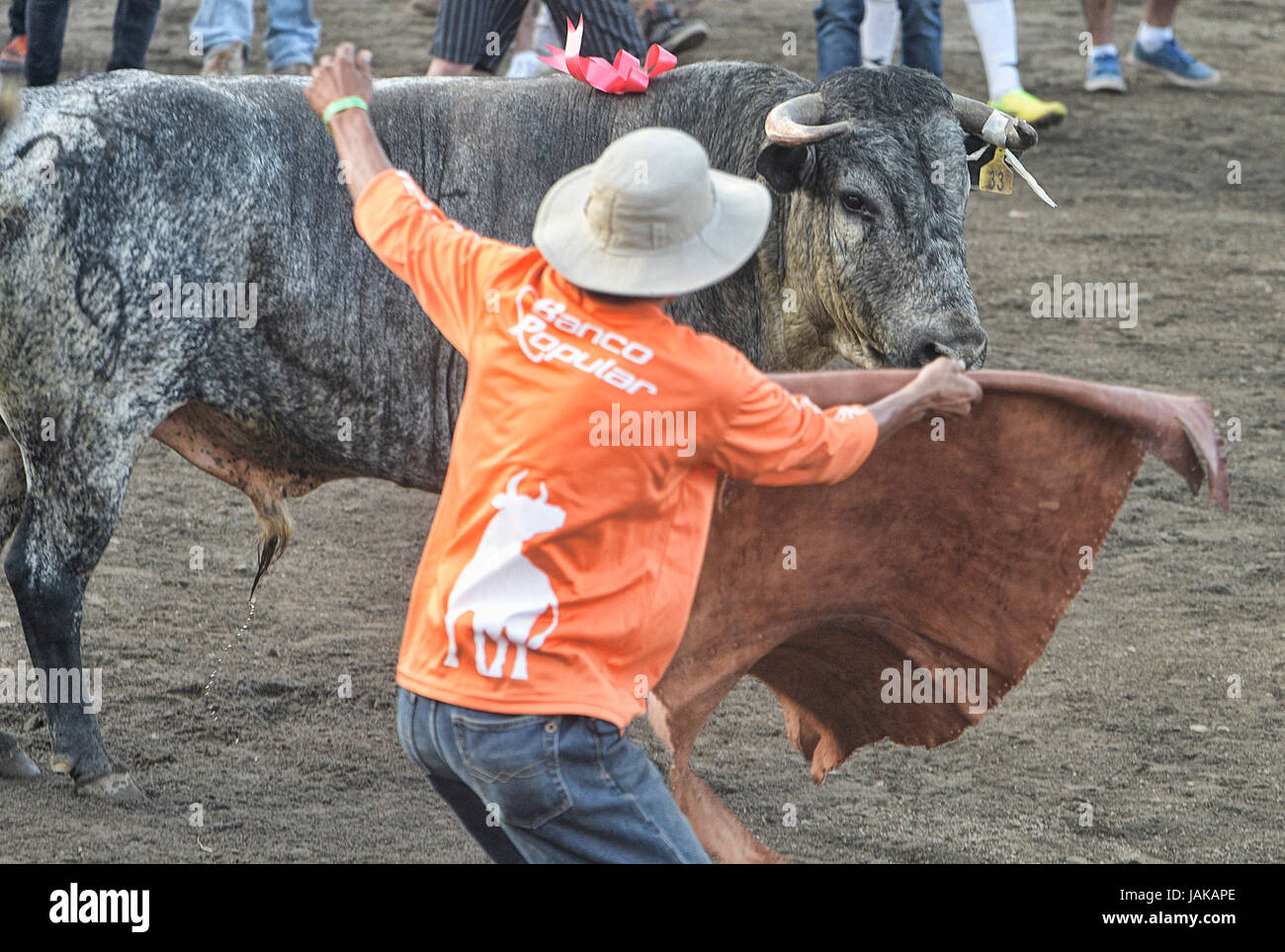 Un improvisado, o improvvisati bull fighter durante il Costa Rica Zapote del Festival nel centro cittadino di San José il 29 dicembre 2014. Foto Stock