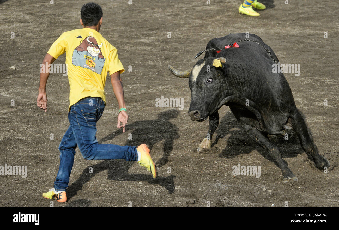 Un improvisado, o improvvisati bull fighter, schivato un toro nel corso della Costa Rica Festival Zapote nel centro cittadino di San José il 29 dicembre 2014. Foto Stock