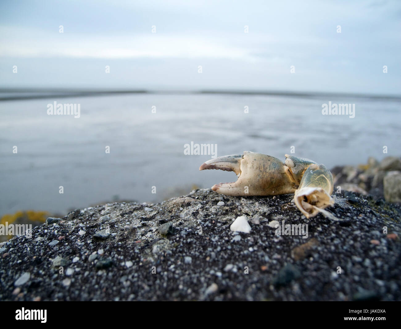 Flachwinkel-Nahaufnahme einer abgetrennten Krabbenschere auf sandigen Nordseestrand unscharfen mit Blick auf das Wattenmeer Niedersächsische naher der Ortschaft Bensersiel bei Tageslicht abendlichen Foto Stock