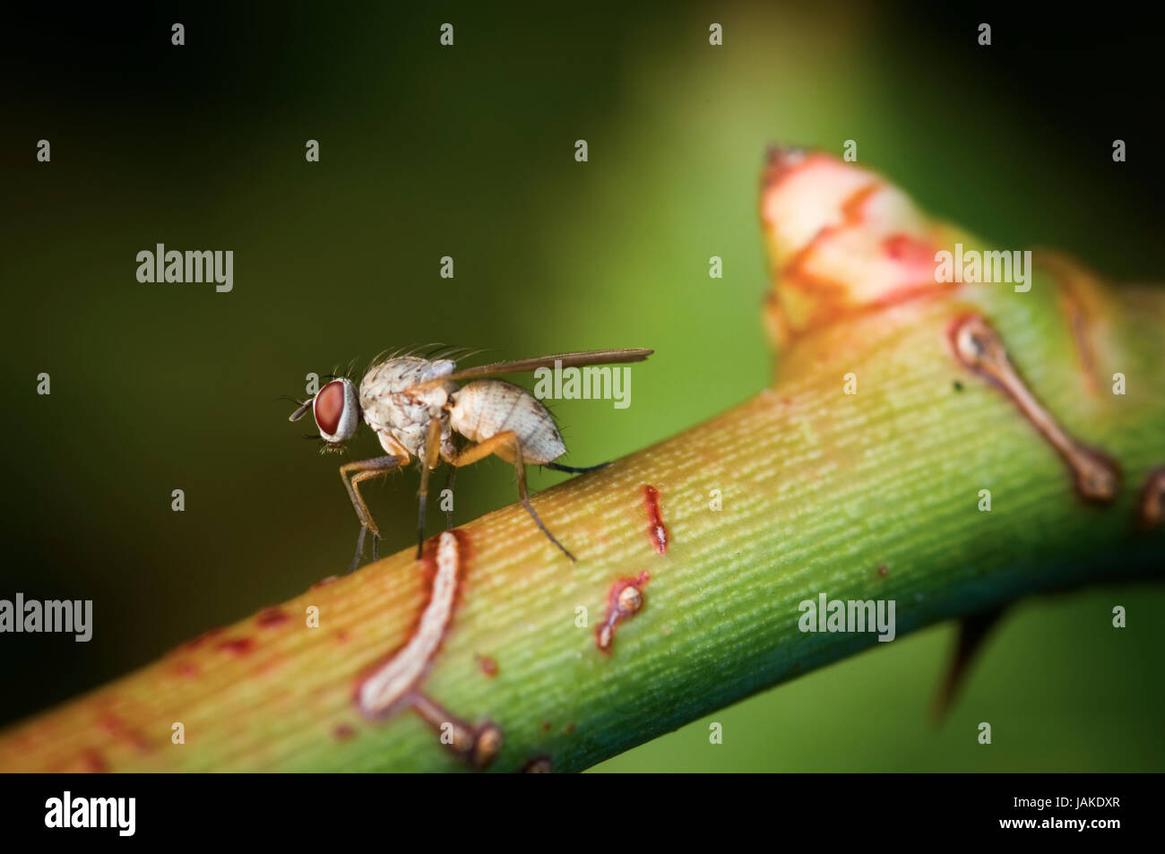Ganzkörper-Nahaufnahme einer eizelnen Taufliege (Drosophila melanogaster) in seitlicher Ansicht auf einem Zweig mit Knospe sitzend und sich die Vorderbeine putzend Foto Stock