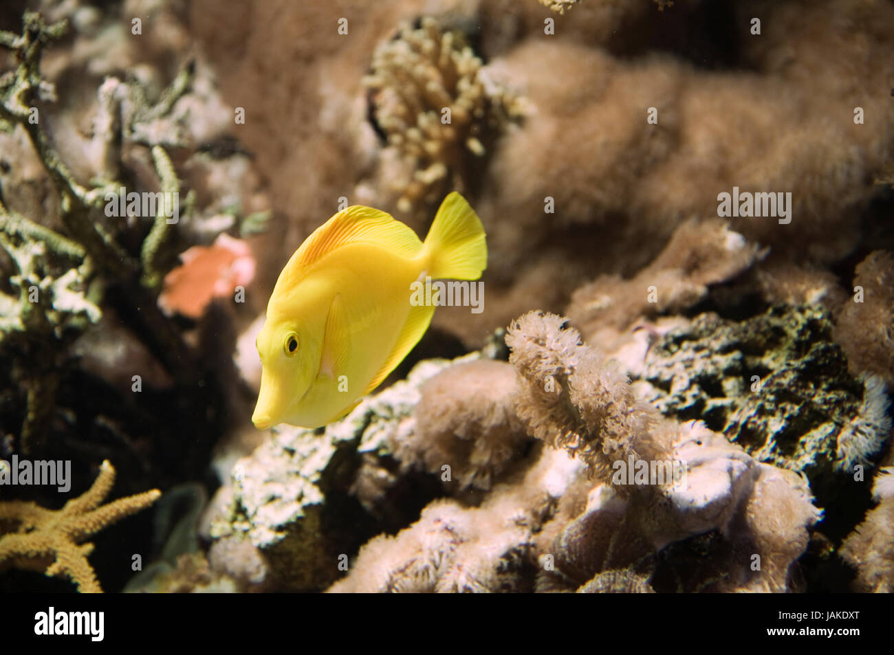 Gelber Segeldoktorfisch (Zebrasoma flavenscens) Korallen-Hintergrund vor Foto Stock