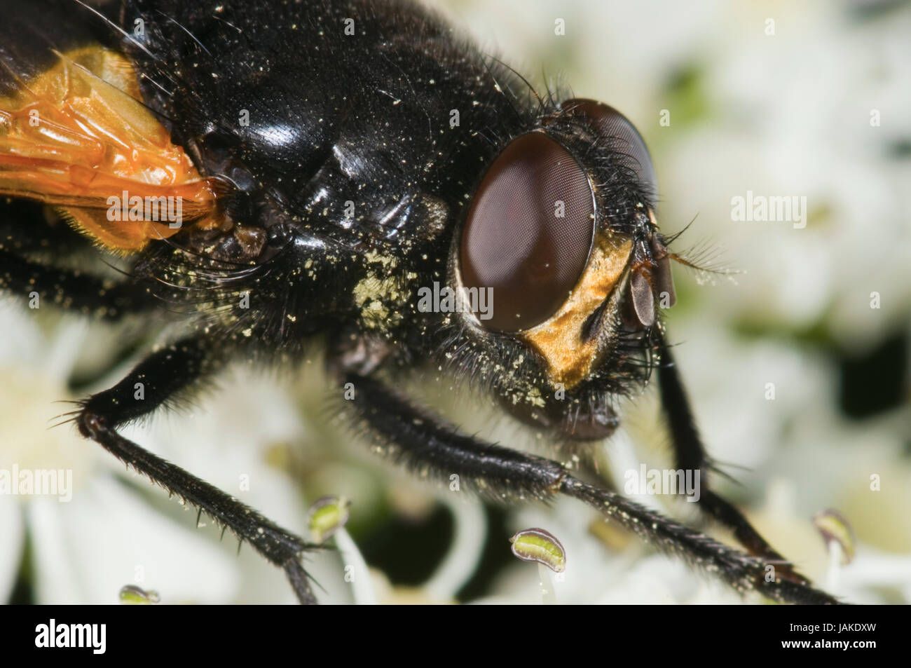Makro-Aufnahme einer Stubenfliege (Musca domestica) in seitlicher Ansicht Foto Stock