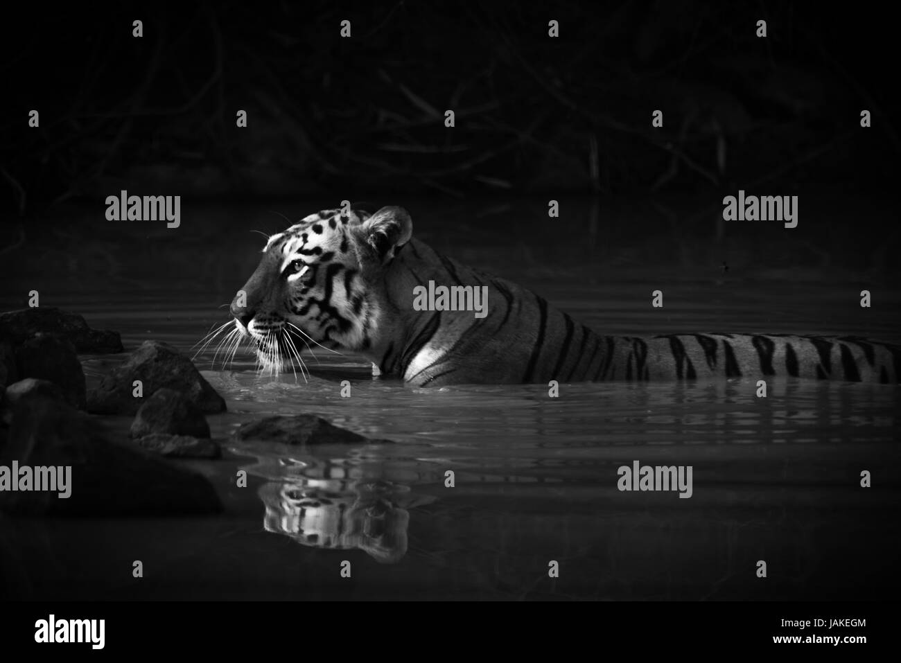 Tigre del Bengala con catchlight in acqua mono Foto Stock