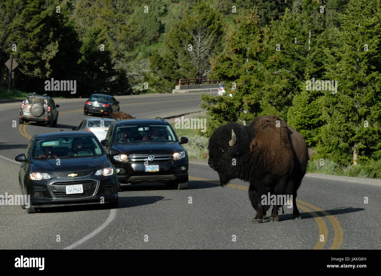 Un North American Bison provoca un inceppamento di traffico come si attraversa la strada principale che attraversa la valle di Lamar, il Parco Nazionale di Yellowstone, Wyoming negli Stati Uniti. Foto Stock