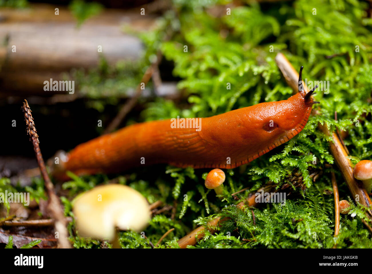 Rote wegschnecke schleimig langsam kriechend moos im Wald nahaufnahme Foto Stock