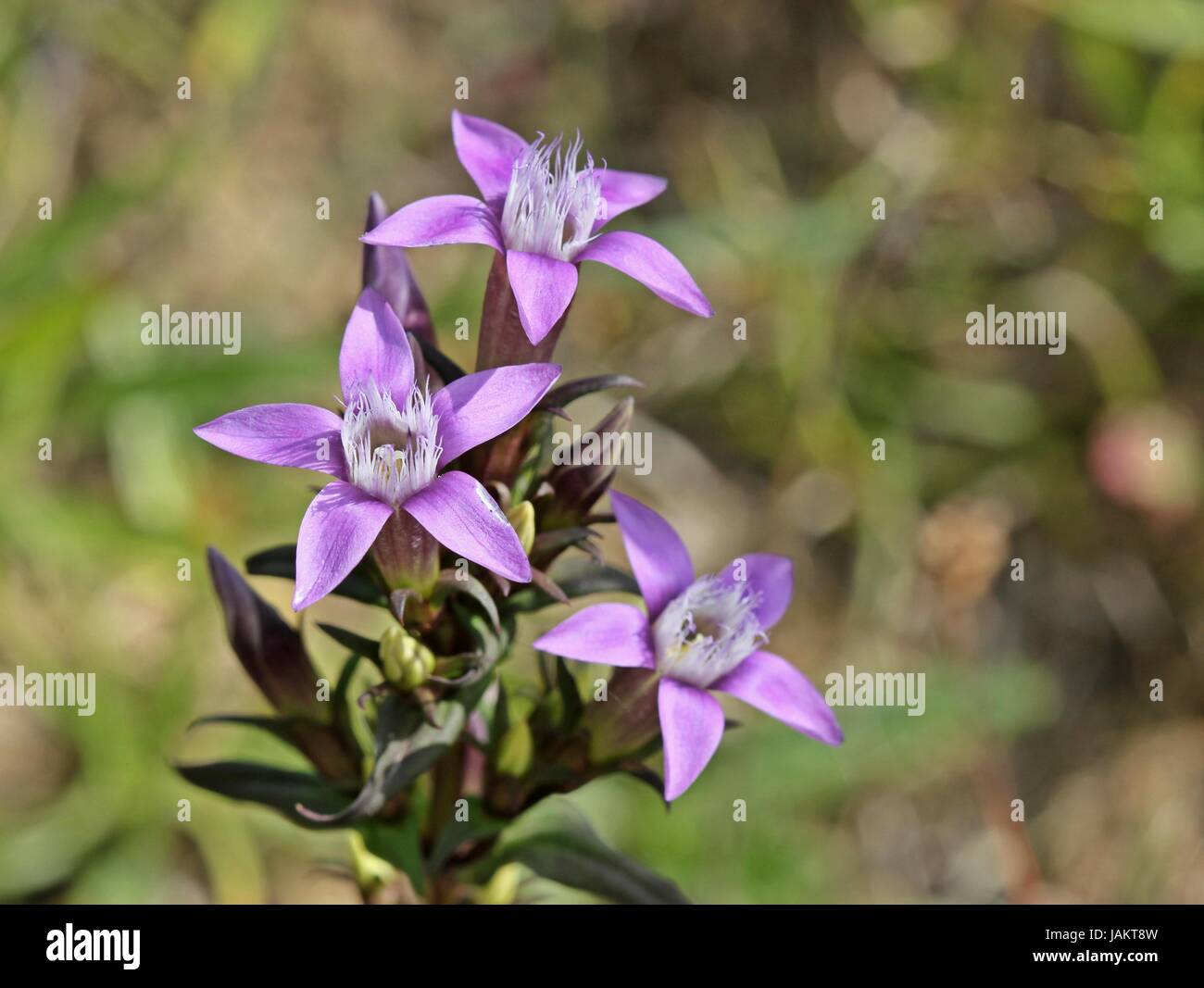 Il tedesco frans genziana (gentianella germanica) su dörnberg Foto Stock