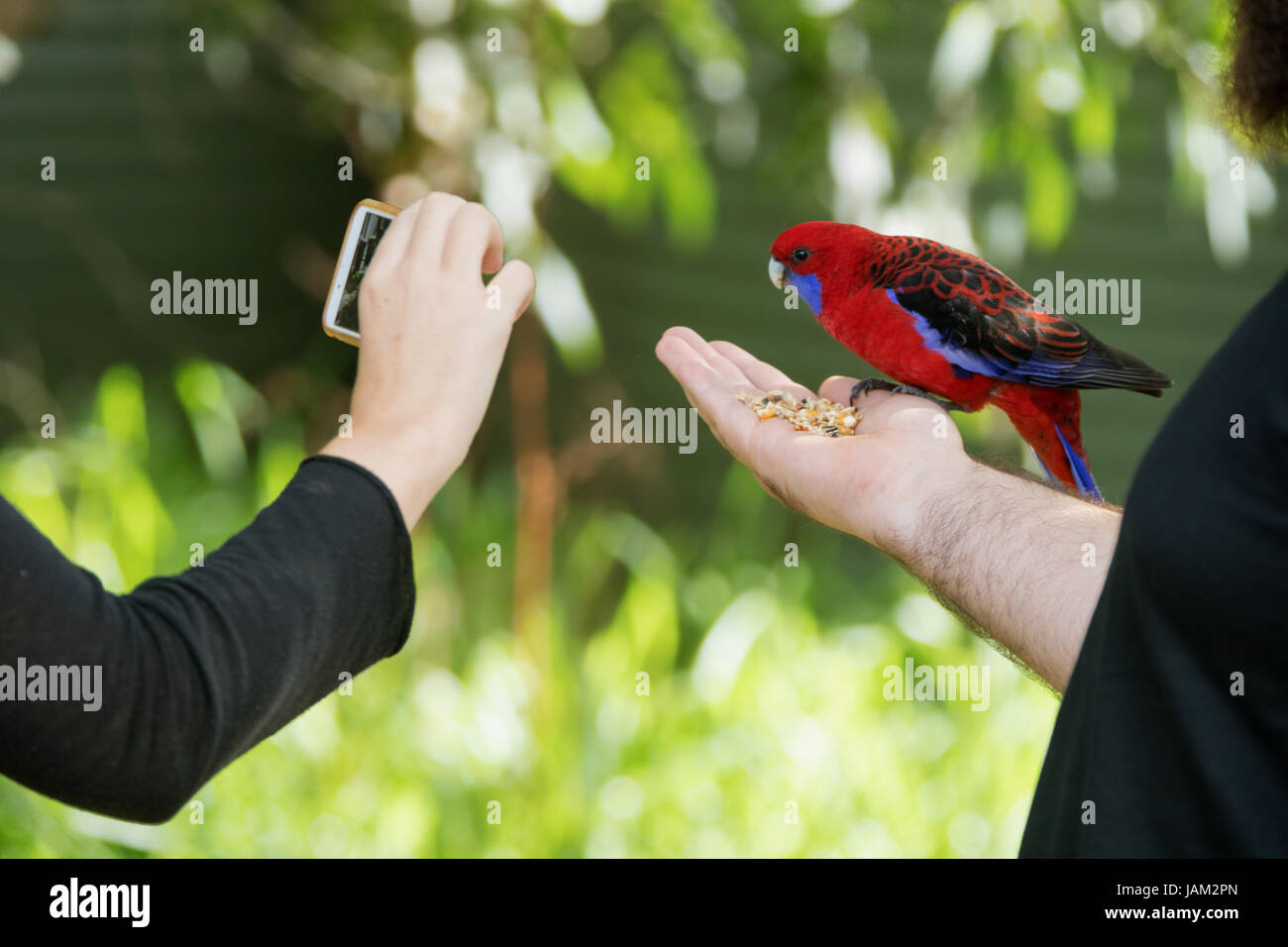 Rosso pappagallo australiano di mangiare i semi al di fuori di un turista mano mentre un altro turista scatta una fotografia con un telefono Foto Stock