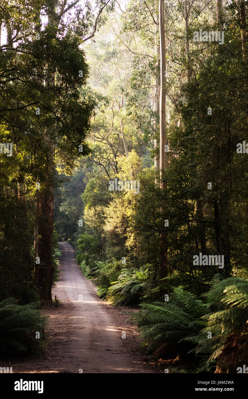 Tripletta cade in australia Foto Stock