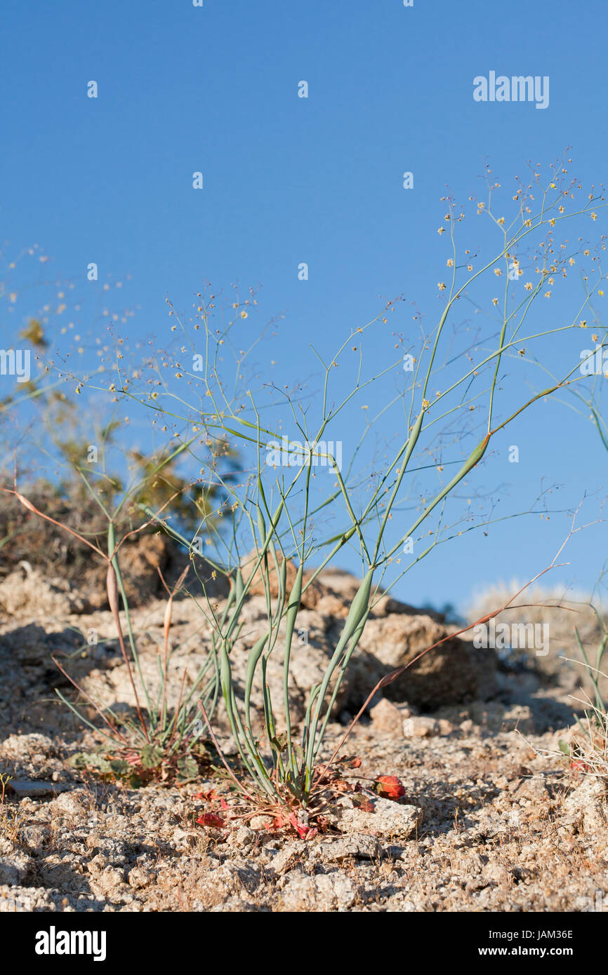 Deserto tromba impianto (Eriogonum inflatum) - Deserto Mojave, California USA Foto Stock