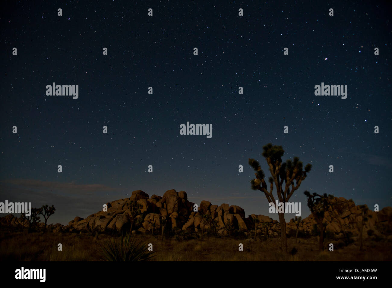 Alberi di Joshua sotto il cielo stellato (deserto paesaggio notturno) - Joshua Tree National Park, California USA Foto Stock
