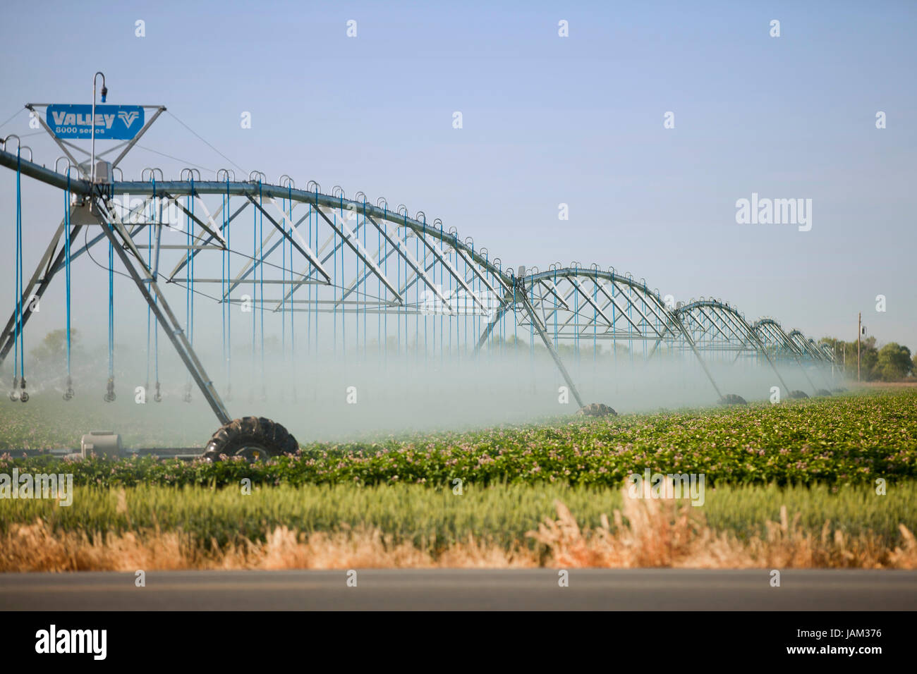 Irrigazione agricola impianto sprinkler utilizzati in azienda commerciale - Central California USA Foto Stock