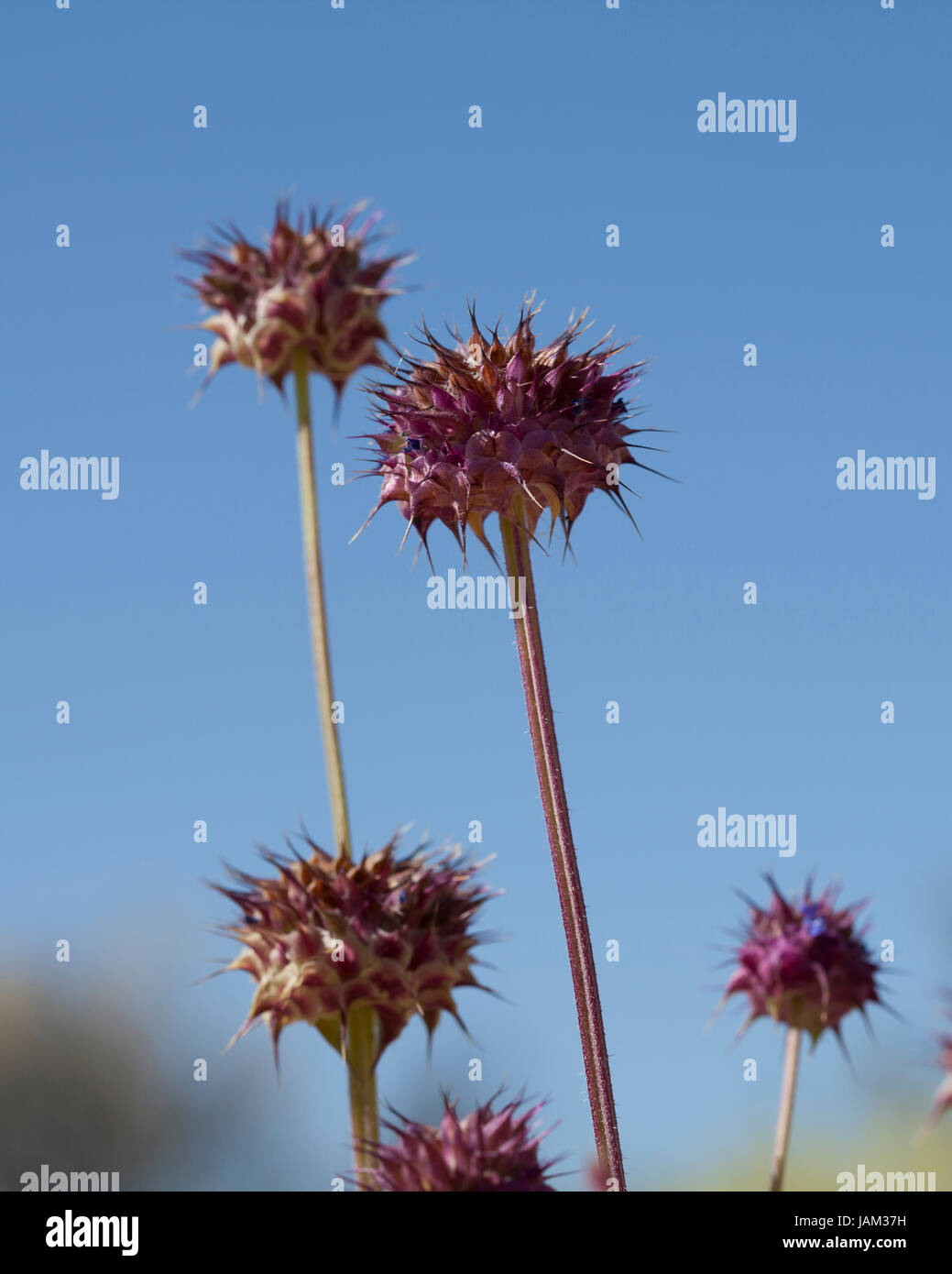 Pianta di Chia (Salvia columbariae) che cresce nel suo habitat naturale -  deserto di Mojave, California USA Foto stock - Alamy