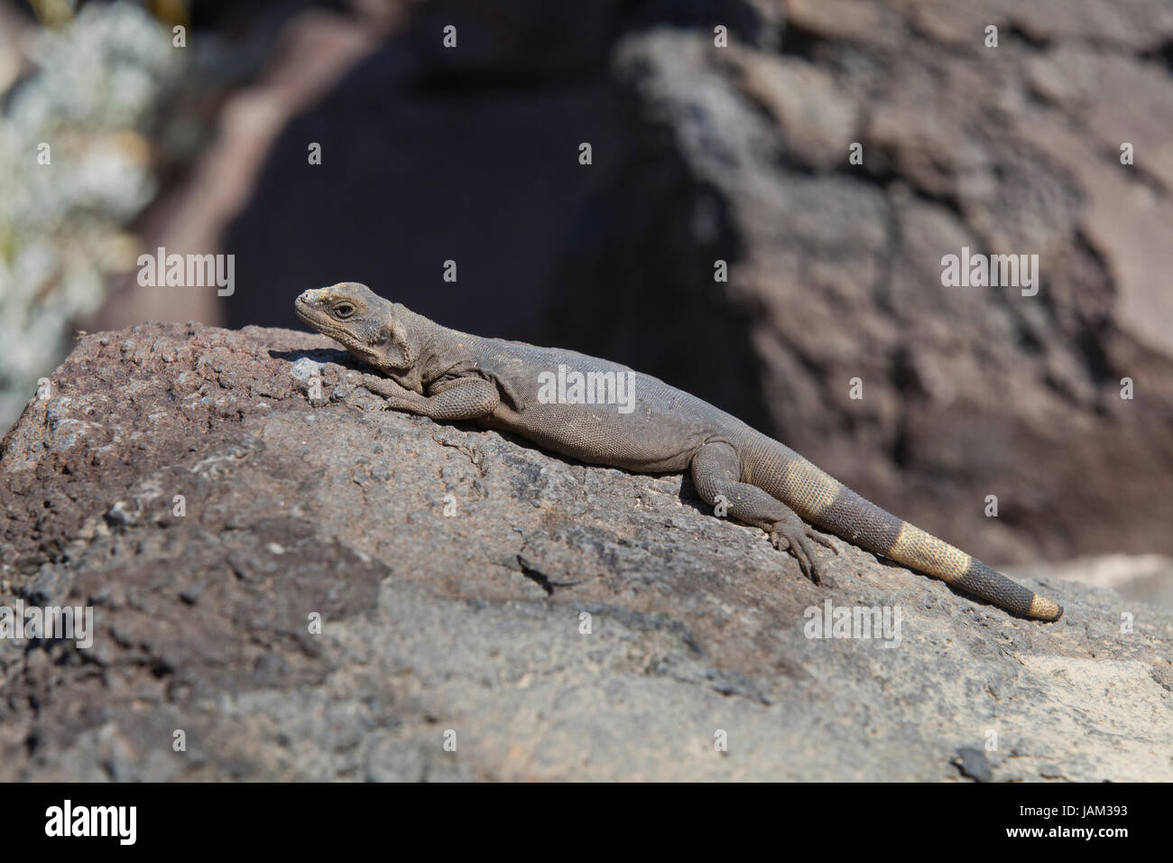Mojave Chuckwalla (Sauromalus ater) crogiolarsi sotto il sole - Deserto Mojave, California USA Foto Stock