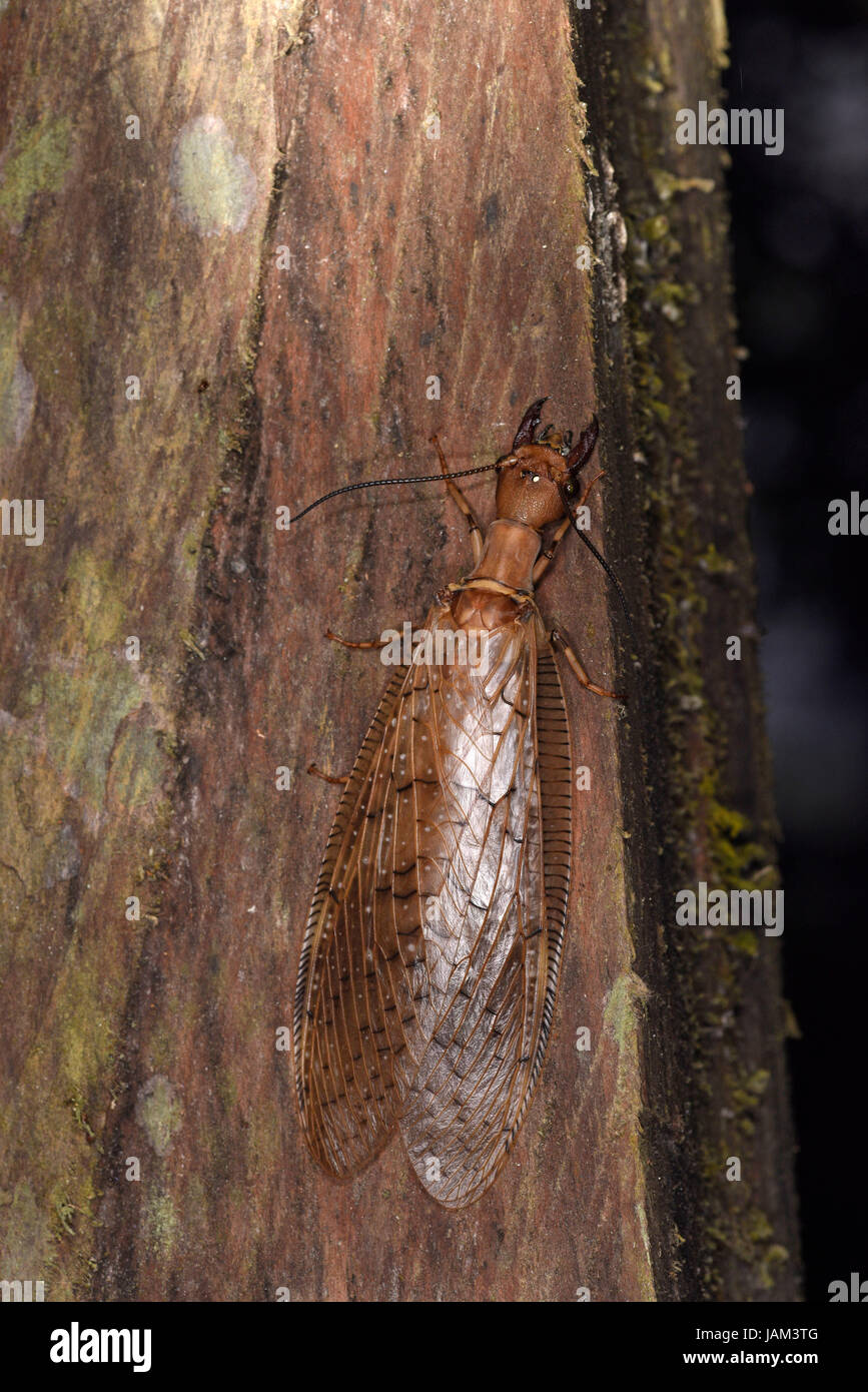 Dobson Fly (Corydalus cornutus) femmina in appoggio sul montante in legno, Costa Rica, Marzo Foto Stock