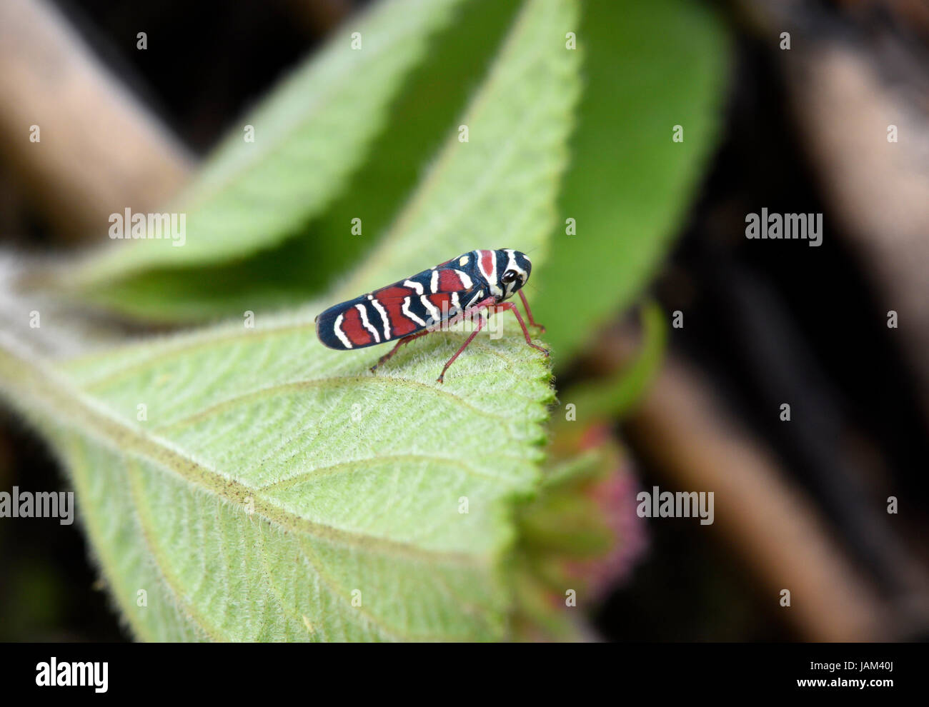 Leafhopper Agrosoma (Agrosoma placetis) adulto in appoggio sulla lamina, Costa Rica, Marzo Foto Stock