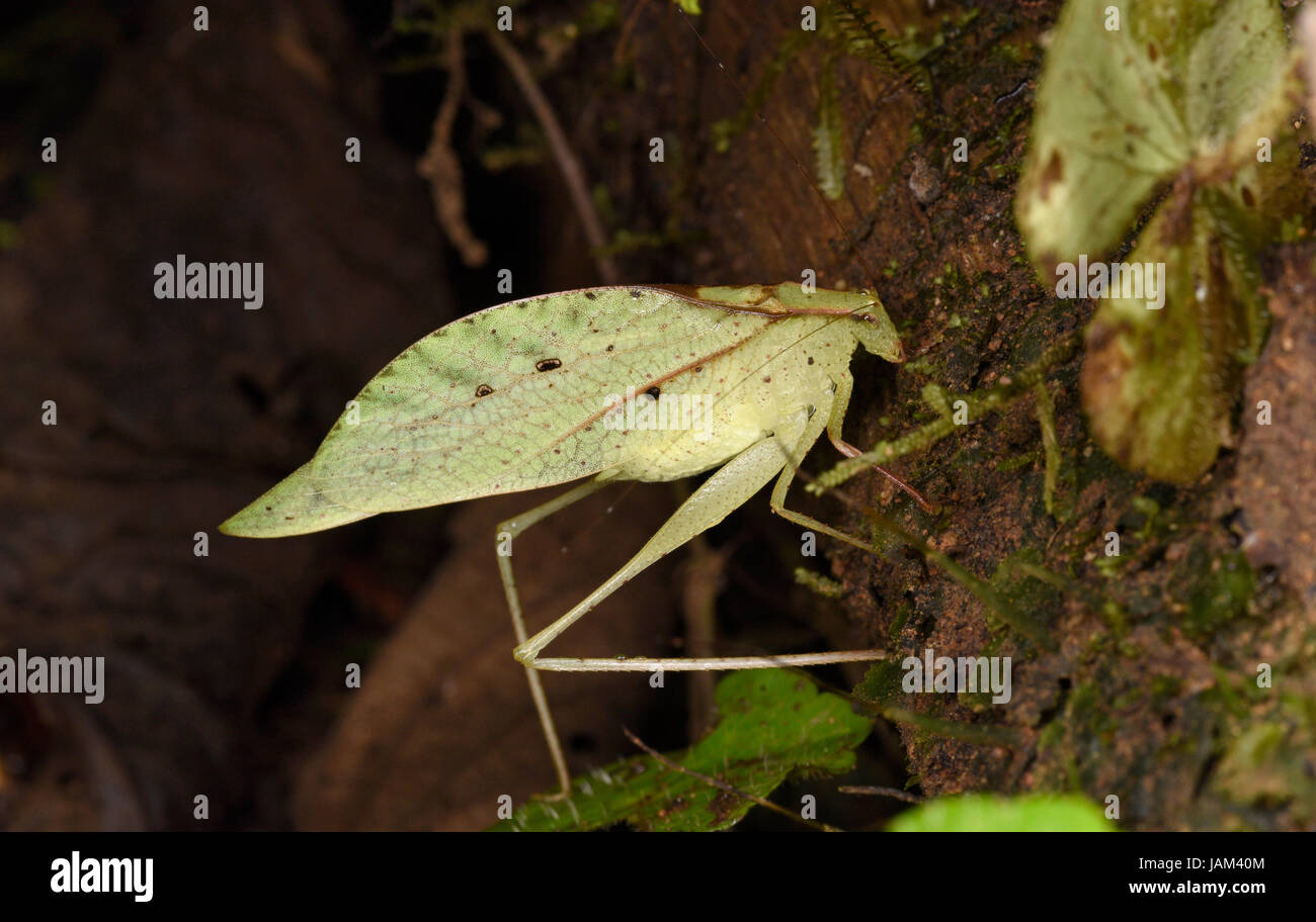 Bush, Katydid Orthoptera, Costa Rica, Marzo Foto Stock